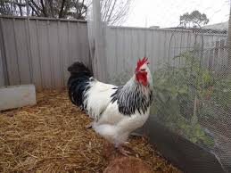 We did not find results for: Sussex For Sale Chickens Breed Information Omlet