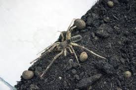 Mark the following sentences as true or false. Three Pests That Are Similar To Scorpions Varsity Pest Control