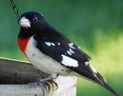 Birds Native To Pennsylvania 16 Common Songbirds Of Pennsylvania Backyard Birds Birds Habitats