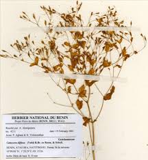 Image result for Canscora diffusa