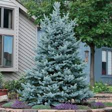 The perfect miniature blue spruce, this great dwarf form fits into small lawns as well as garden beds and. Bakeri Blue Spruce Privacy Landscaping Blue Spruce Blue Tree Landscaping