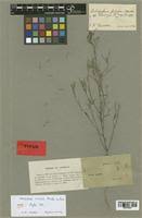 Image result for Indigofera filipes