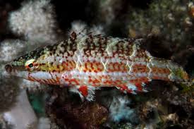 Image result for Rourea orientalis