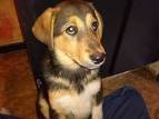 Virginia German Shepherd Rescue in Sterling, Virginia