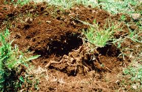 Image result for Oldeania alpina