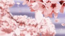 Did you first load the sakura petals and after other accessories? Sakura Petals Gifs Tenor