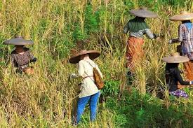 Ini Kontribusi Positif Sektor Pertanian