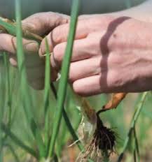Les Fruits Legumes De Corse Odarc