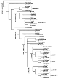 In this research paper, we have used texture and color features for flower classification. An Update Of The Angiosperm Phylogeny Group Classification For The Orders And Families Of Flowering Plants Apg Ii 2003 Botanical Journal Of The Linnean Society Wiley Online Library