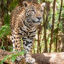 The jaguar is indigenous to the western hemisphere, where it primarily inhabits the tropical rainforests of central and south america. Jaguar Rainforest Animals