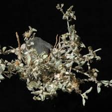 Image result for Dicoma capensis