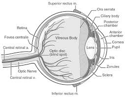 Image result for Retinal Anatomy