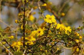 Image result for Rhigozum zambesiacum