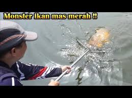Mancing Mania Anniversary Pemancingan Telaga Kencana Malang Ke 6 2019 Juara 4 Part 1 Youtube