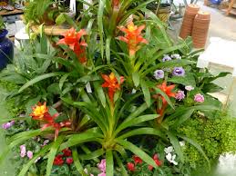 Maybe you would like to learn more about one of these? Bromeliads Liven Up The House For The Holidays And Year Round 27 East