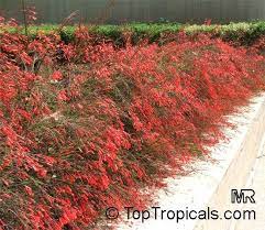 Use them in commercial designs under lifetime, perpetual & worldwide rights. Russelia Equisetiformis Firecracker Plant Clusters Of Scarlet Tubular Flowers Resembling Small Firecrackers Provide Reliable Color From Spring Thr Tanaman Bunga