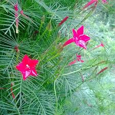 Image result for Ipomoea quamoclit