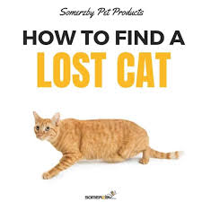 She's an older cat, 12 1/2, and we moved 4 we searched the entire locality since we leave near forest and close to main road. Lost Cats How To Find Them And Why Do They Go Missing