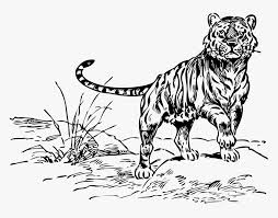 You can use our images for unlimited commercial purpose without asking permission. Tiger Black And White Black And White Tiger Clipart Tiger In The Jungle Clipart Black And White Hd Png Download Kindpng