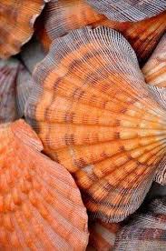 Pin By Serdar Dalgic On X Stitch World Nature Sea Shells Shells Orange Aesthetic