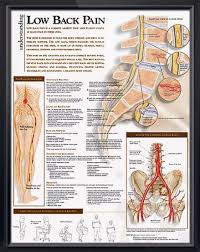 Pin On Doctors Anatomy Posters
