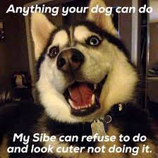 Siberianhusky Husky Meme Funny Atlasthehusky Dog Quotes Funny Funny Husky Meme Husky Funny