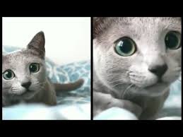 Funny Cats And Dogs Compilation 03 Cute Is Not Enough 2020 Youtube In 2020 Dog Cat Funny Cats And Dogs Cats
