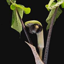 Image result for Arisaema mildbraedii