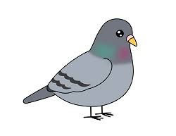 How To Draw A Pigeon (Cartoon) Video & Step-By-Step Pictures