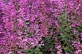 Image result for Syncolostemon