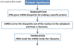 Goal 3 01b Protein Synthesis And Gene Regulation Ppt