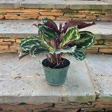 Image result for Calathea
