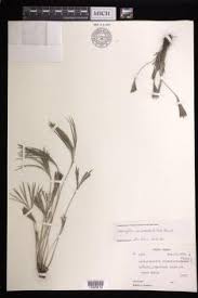 Image result for Actiniopteris semiflabellata