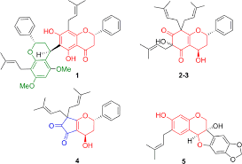 Image result for Tephrosia rhodesica