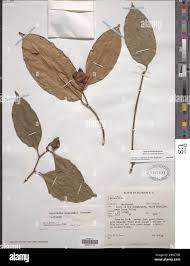 Image result for Heisteria