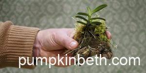 Image result for Angraecum moandense