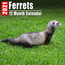 Calendar 2021 Ferrets: Cute Ferret Photos Monthly Mini Calendar With  Inspirational Quotes each Month: Prints, Ferretz: 9798666781562:  Amazon.com: Books