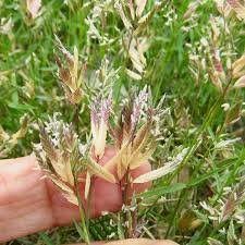 Image result for Eragrostis phyllacantha