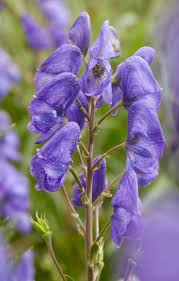 Image result for Aeschynomene abyssinica