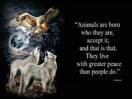 Image Result For Native American Animal Wise Quotes Native American Animals Native American Quotes Native American Wisdom