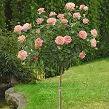 This was about 21% of all the recorded rosier's in the usa. Rosier Tige Elle Meibderos Rosiers Tiges Meilland Richardier