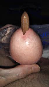 Big fat worm in my cockurethra worm play