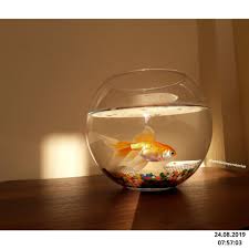 Japon Baligi In 2020 Wine Glass Stemless Wine Glass Glass
