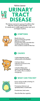 Feline Lower Urinary Tract Disease Infographic Veterinary Veterinary Care Vet Medicine