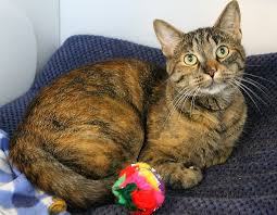 These cats are not with maine coon adoptions. The Pixie Project Fancy Adopted Non Profit Animal Shelter And Rescue Dog And Cat Adoptions Pet Adoption In Portland Oregon 97232