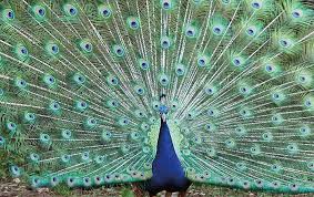 59,259 likes · 484 talking about this · 112,595 were here. Visit The Wild Animal Safari In Pine Mountain Ga Pine Mountain