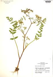 Image result for Berula erecta