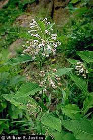 Plants Profile For Asclepias Exaltata Poke Milkweed