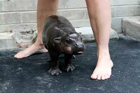 Want to make baby bathing fun, and develop the good habit of bathing frequently and paying attention to hygiene? This Is A Baby Pygmy Hippo That Is All Imgur