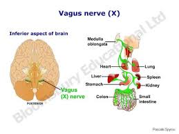 What Is The Function Of The Vagus Nerve Vagus Nerve Vagus Nerve Damage Nerve Damage Symptoms